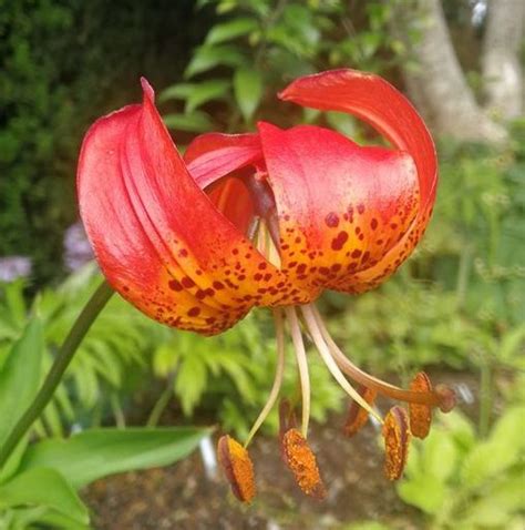 Lilium Pardalinum Var Giganteum Lilium Division Ix