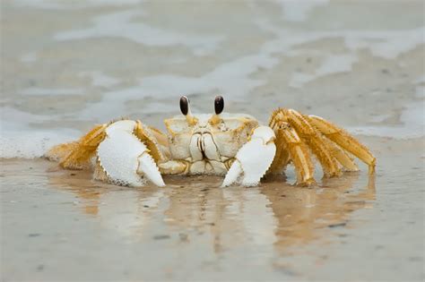 Baby Ghost Crabs