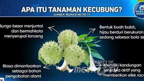 Mengenal Efek Samping Dan Khasiat Buah Kecubung