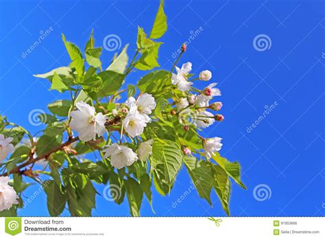 Sakura Flor De Cerejeira Na Primavera Foto De Stock Imagem De