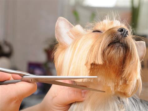 Es Recomendable Cortarle El Pelo A Mi Perro En Verano Walac Noticias