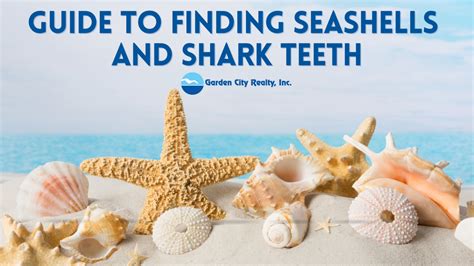 BEACHGOERS GUIDE TO FINDING SEASHELLS AND SHARK TEETH Garden City