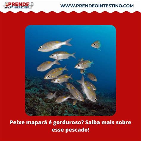 Peixe mapará é gorduroso Saiba mais sobre esse pescado