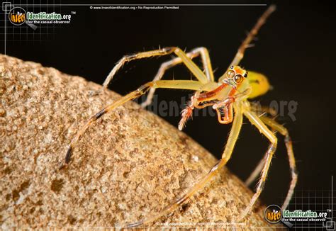 Magnolia Green Jumping Spider