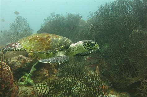 Taganga Diving Station - 2020 All You Need to Know BEFORE You Go (with ...