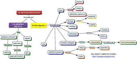 Mapa Conceptual Del Sistema Digestivo