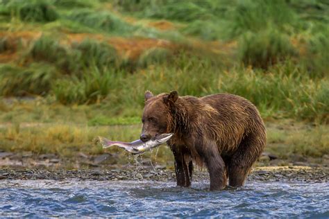 Grizzly Bear With Fish At Katmai Fine Art Photo Print | Photos by ...