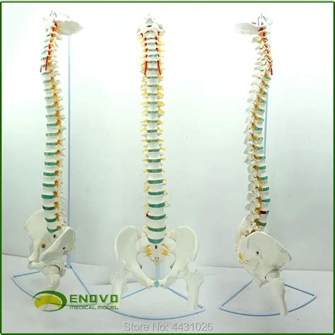 Enovo Modelo M Dico De Columna Humana V Rtebra P Lvica V Rtebras