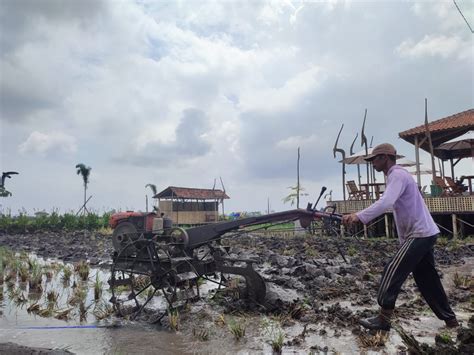 Alokasi Pupuk Subsidi Di Tulungagung Dikepras Persen