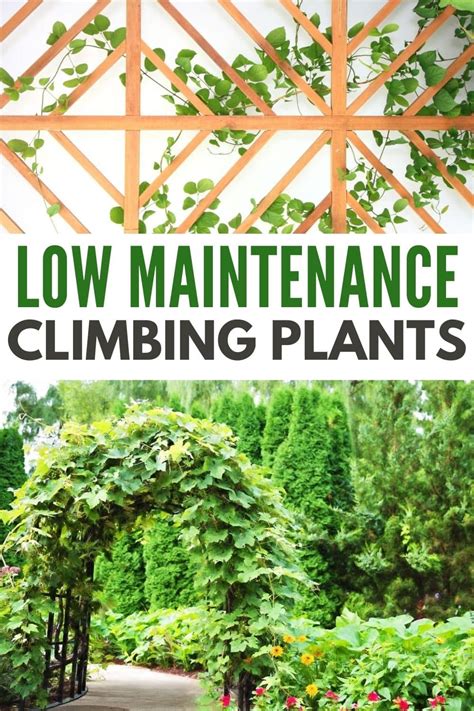 Low Maintenance Evergreen Climbing Plants