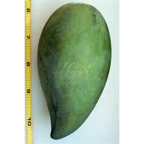 Jual Kwa Bibit Tanaman Buah Mangga Falan Thailand Kwa Shopee Indonesia