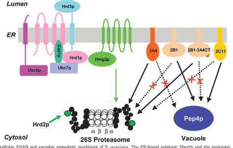 Figure From Vacuolar Degradation Of Rat Liver Cyp B In Saccharomyces