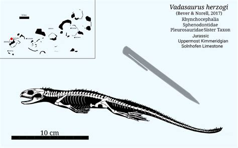 Vadasaurus Skeletal By Sassypaleonerd On Deviantart