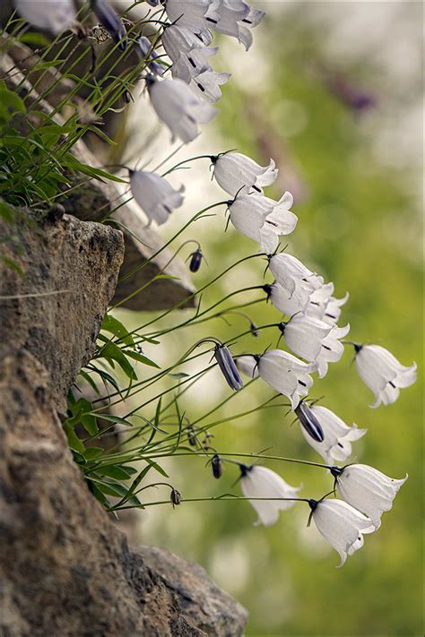 Campanula Cochleariifolia F Alba Campanula Coch Flickr