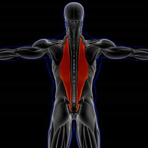 Iliocostalis Stock Photos Pictures And Royalty Free Images Istock