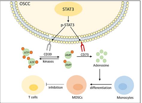 Schematic Illustration Stat3 In Oscc Promotes Atp Decomposition Into