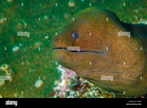 Moray eel teeth hi-res stock photography and images - Alamy