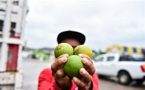 Precio de la mandarina podría elevarse tras la temporada de sequía