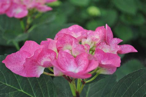 Hortensia Color De Rosa Naturaleza Foto Gratis En Pixabay Pixabay