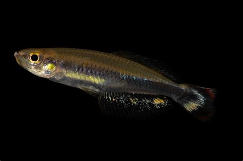Madagascar Rainbowfish Bedotia Geayi Joel Sartore