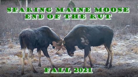 End Of The Maine Moose Rut Fall Youtube