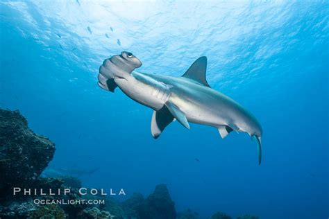 Scalloped Hammerhead Shark Sphyrna Lewini Wolf Island Galapagos