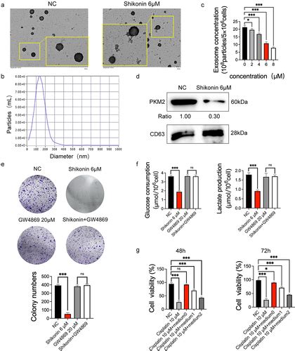 Full Article Shikonin Inhibited Glycolysis And Sensitized Cisplatin