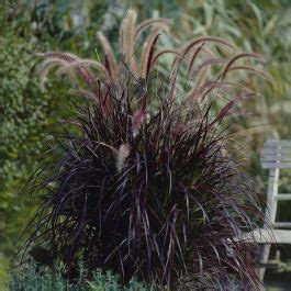 Pennisetum Advena Rubrum Compre Barato Em Plantazon Pt