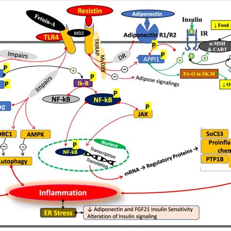 Role Of Resistin Tlr And Nf B Signalings In The Development Of