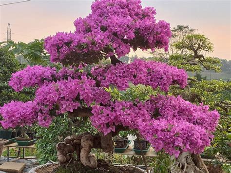 50 Bonsai Hoa Giấy đẹp Tổng Hợp Những Mẫu Bonsai Hoa Giấy độc đáo Và