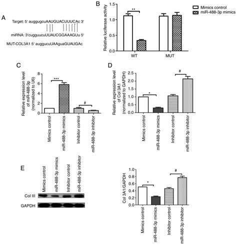 Knockdown Of Lncrna‑neat1 Expression Inhibits Hypoxia‑induced Scar