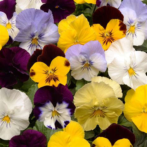 Viola Wittrockiana Mix Schneider Bv Schneider Young Plant And Seed