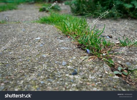 Grass Growing Out Cracks Cemented Pavement Stock Photo 1485864905