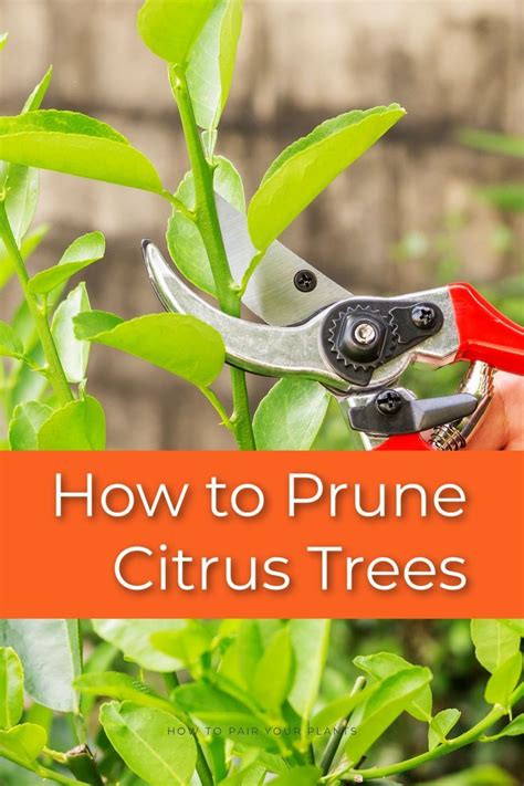 How To Prune Your Citrus Trees Citrus Trees Indoor Lemon Tree Pruning Fruit Trees