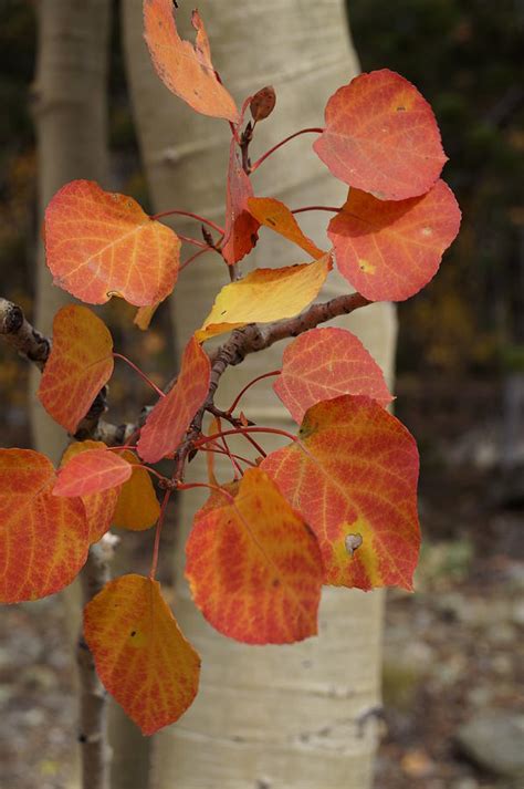 Red Aspen Leaves Photograph By Julie Grandfield Fine Art America