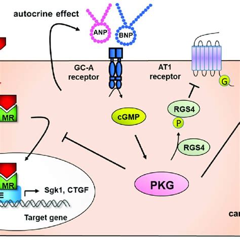 The Effect Of NEP On Cardiomyocytes And The Potential Role Of ARNI