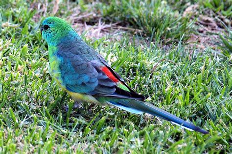 "Grass Parrot ~ psephotus haematonotus" by Clive | Redbubble