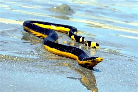 Yellow Bellied Sea Snake Ocean Treasures Memorial Library