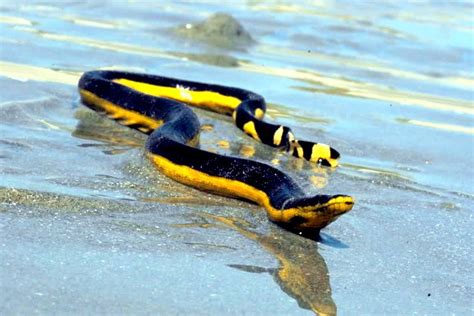 Yellow Bellied Sea Snake OCEAN TREASURES Memorial Library