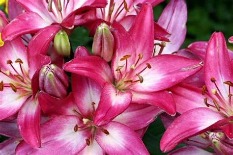 Ultimate Guide To Stargazer Lilies Meaning And Symbolism Petal Republic