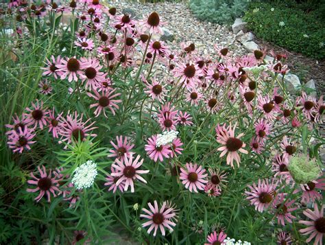 Echinacea Tennesseensis Rocky Top Echinacea Plants Garden