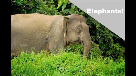 Pygmy Elephants Of Malaysian Borneo Youtube