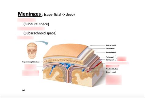 Meninges Diagram Quizlet