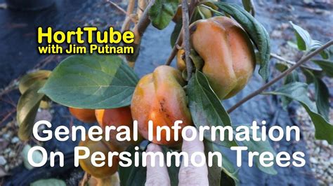 Planting Persimmon Trees Pruning