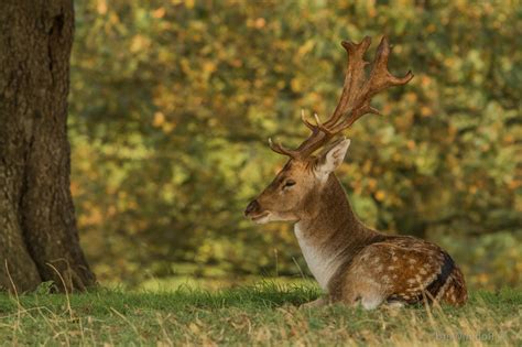 Bakgrundsbilder R Djur Natur Vilda Djur Och V Xter Fauna D Ggdjur