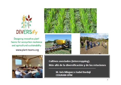 Revive El Seminario Del CEIGRAM Cultivos Asociados Intercropping