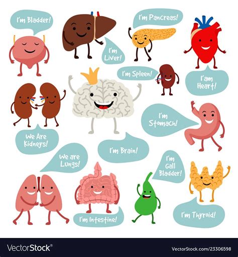 Cartoon anatomy organs with smiles vector image on vectorstock – Artofit