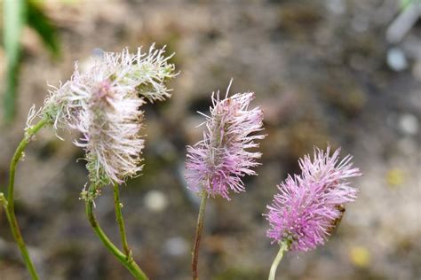 Sanguisorba Obtusa Pimpernel De Tuinen Van Appeltern