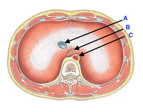 [solved] Look At The Labeled Structures That Pierce The Diaphragm What Are Course Hero