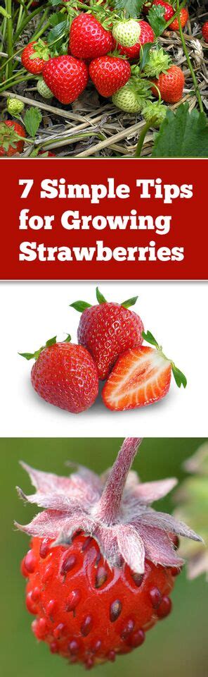 7 Simple Tips for Growing Strawberries ~ Bless My Weeds